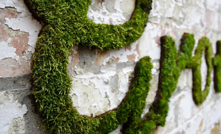 moss_graffiti